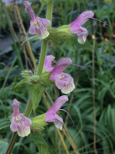 plants S-T — issima